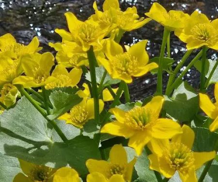 Hopeville Campground