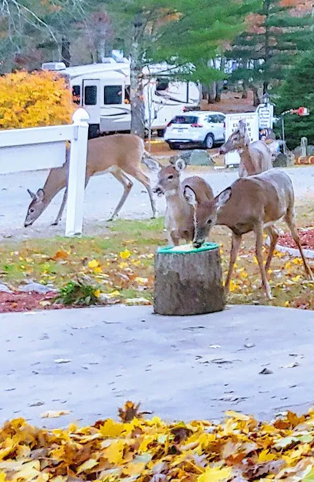 Countryside Campground Picture 3