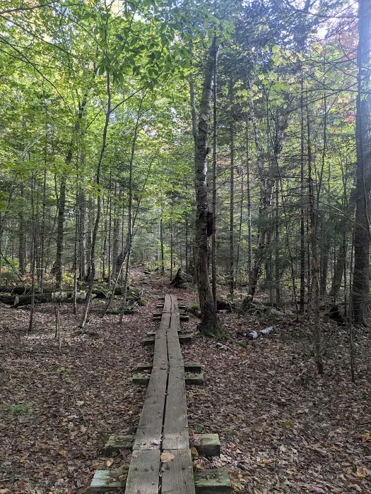 Little Rock Pond Shelter Picture 8