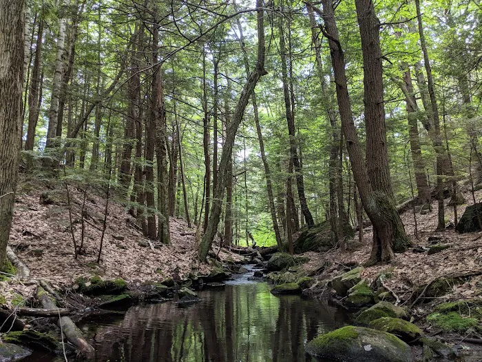 Gilson Pond Campground Picture 4