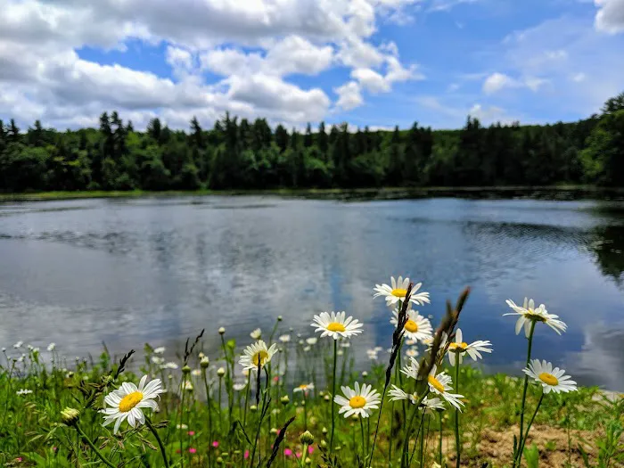 Gilson Pond Campground Picture 2