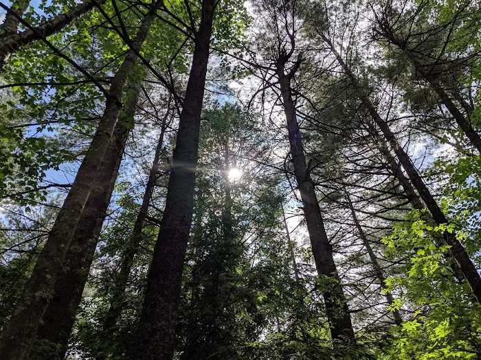 Gilson Pond Campground Picture 8