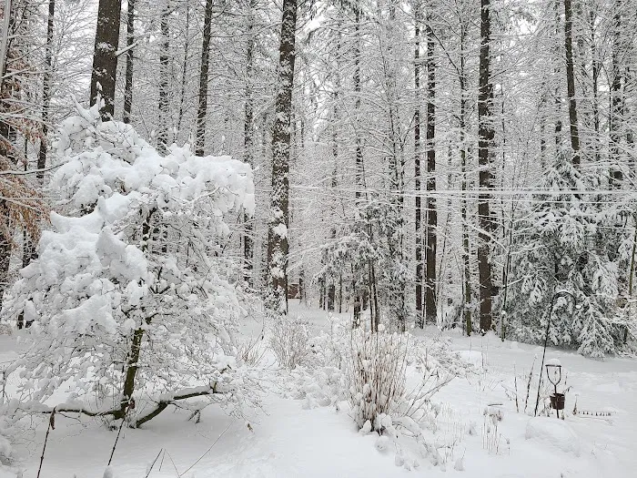 Tree Farm Campground Picture 5