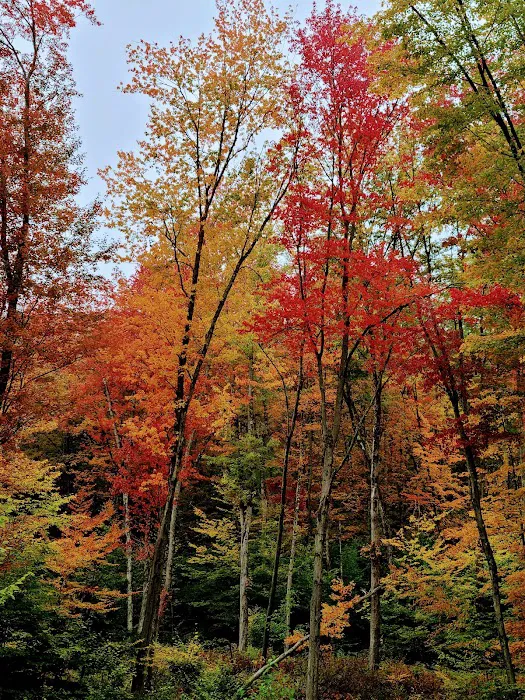 Tree Farm Campground Picture 7
