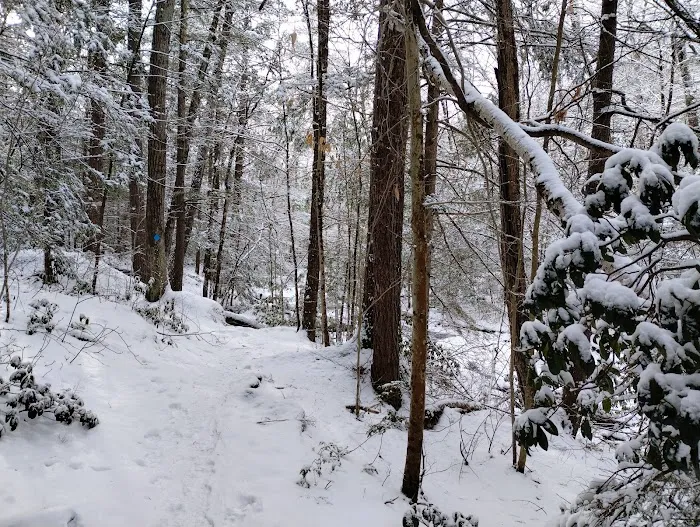 Willard Brook State Forest Campground Picture 7