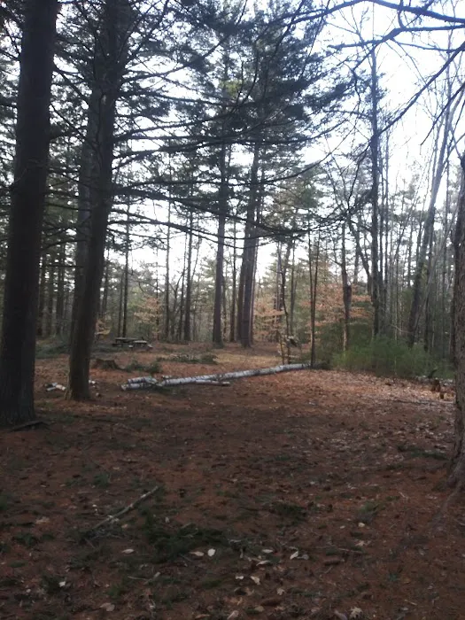 Willard Brook State Forest Campground Picture 6