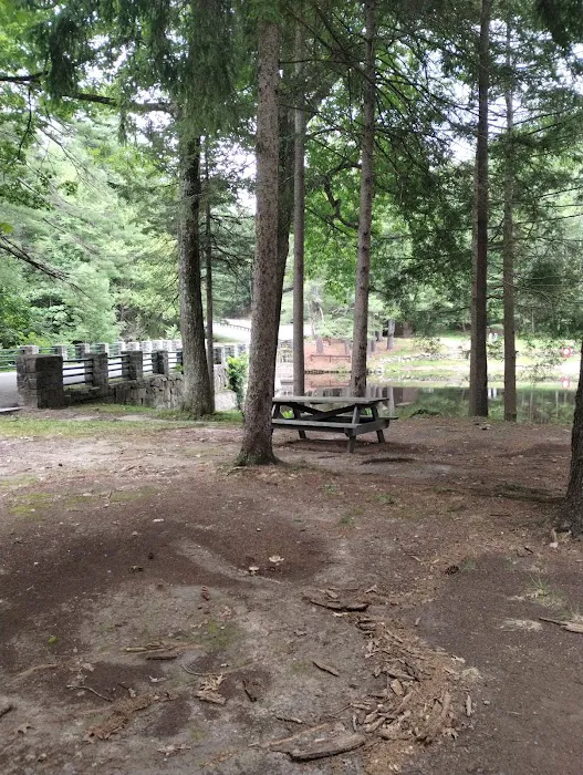 Willard Brook State Forest Campground Picture 5