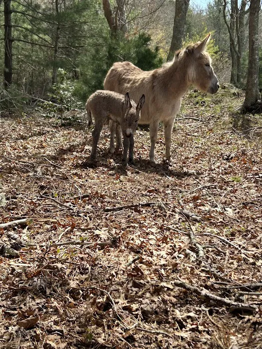 Getaway Ranch and Campsites Picture 7