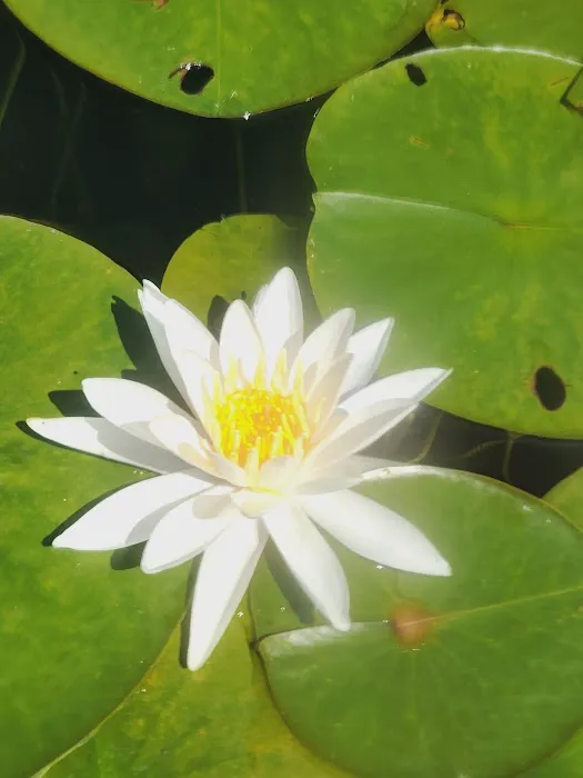 Green Falls Campground Picture 6