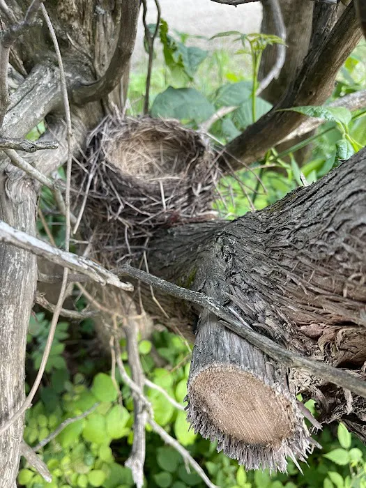 Camp Locust Picture 2