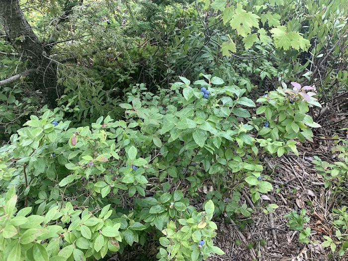 Indian Lake Islands Campground - Campsite #20 Picture 7