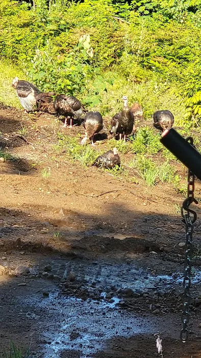 Queen Village Camp Ground Picture 6