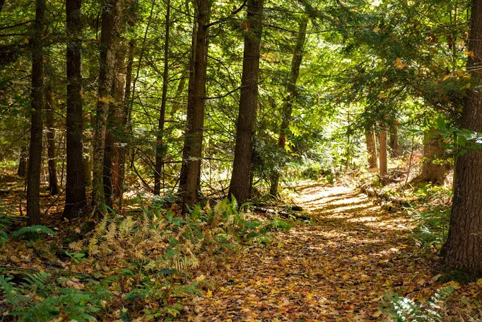 Daggett Lake Cabins & Campsites Picture 7