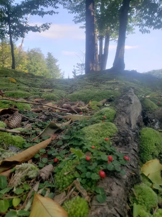 Soft Maple Campground Picture 1