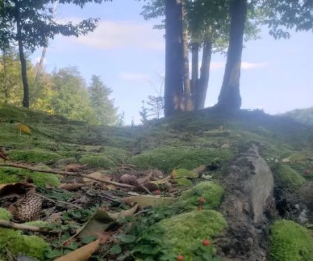 Soft Maple Campground