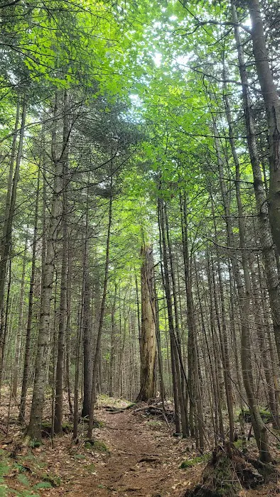 Limkilm campground nature trial Picture 1