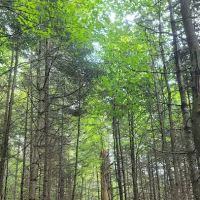 Limkilm campground nature trial ico