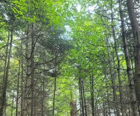 Limkilm campground nature trial