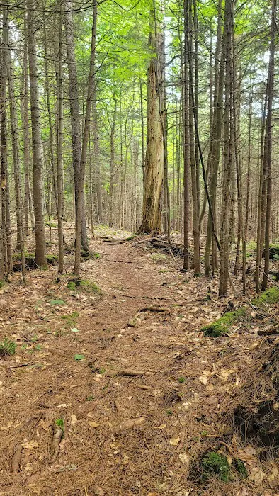 Limkilm campground nature trial Picture 4