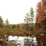 Limekiln State Campground