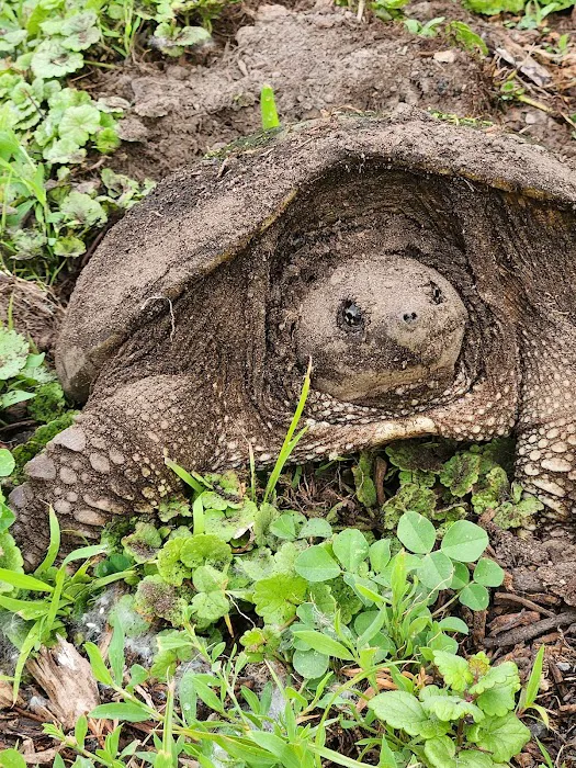 North Bay Campgrounds Picture 4