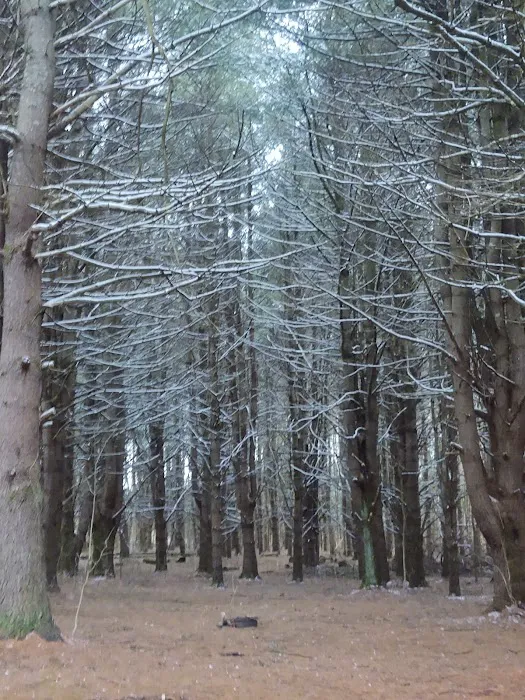 Aurora B's Family Campground Picture 8