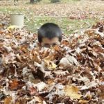 Dempster Grove Camp Ground