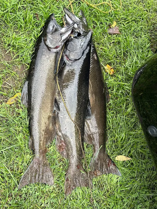 Brown's Campground Picture 8