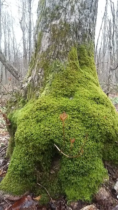 Hall Island Picture 5