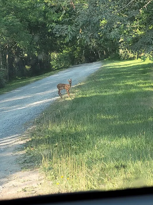 Bald Eagle Rustic Campground Picture 4