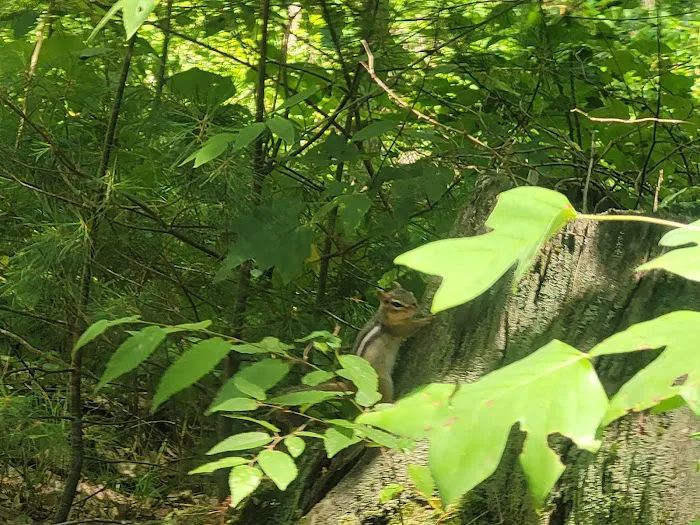 Bald Eagle Rustic Campground Picture 2
