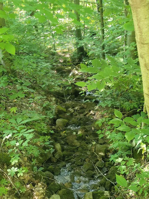 Bald Eagle Rustic Campground Picture 5