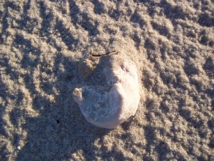 Roaring Point Campground Picture 10