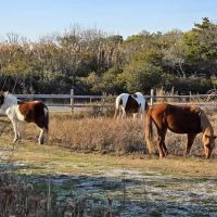 Horse Campground Reservation ico