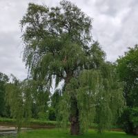 Cheerful Valley Campground ico