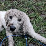 Potter County Family Campground