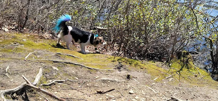 The WAG Trail Inn Tree House Picture 5