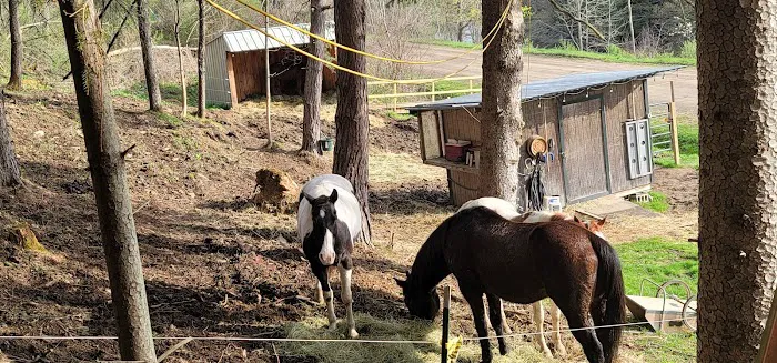 The WAG Trail Inn Tree House Picture 7