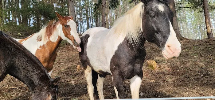 The WAG Trail Inn Tree House Picture 6