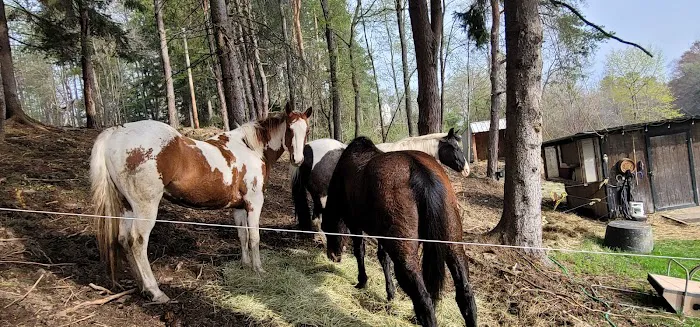 The WAG Trail Inn Tree House Picture 1