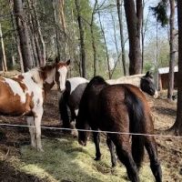 The WAG Trail Inn Tree House ico