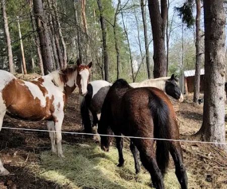 The WAG Trail Inn Tree House