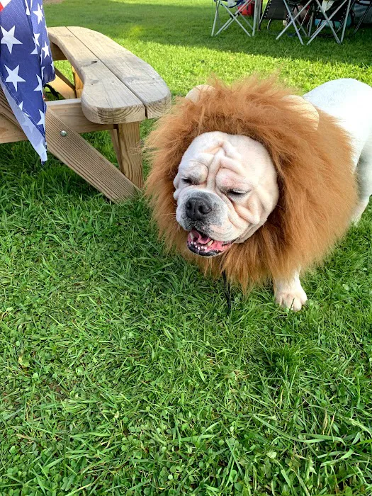 Trout Run Camp Resort Picture 5