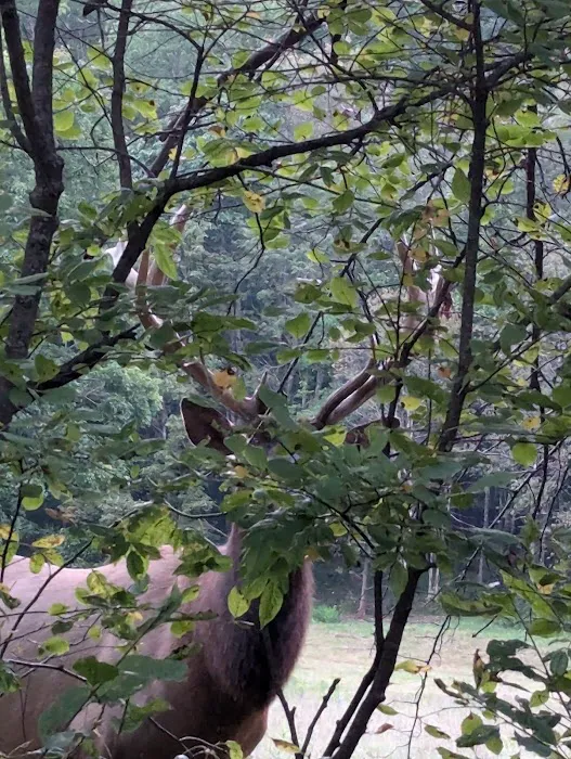 Quiet Oaks Campground Picture 4