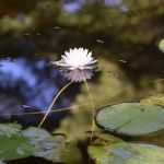 Circle 'C' Campground, Inc