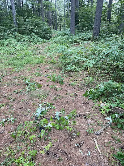 Schroon River Campsites Inc Picture 5