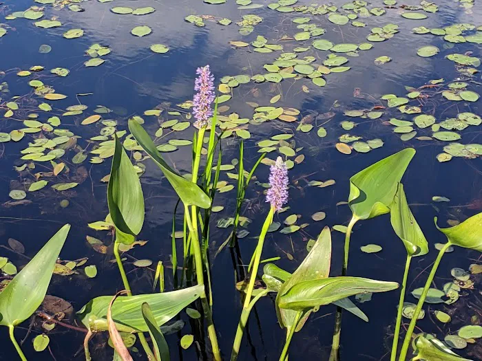 Hide - A- Way Cove Family Campground Picture 2