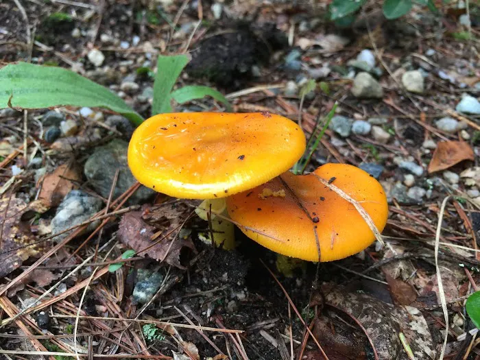 George Washington State Campground and Management Area Picture 4