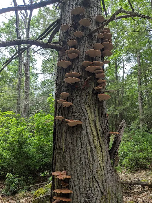 George Washington State Campground and Management Area Picture 7