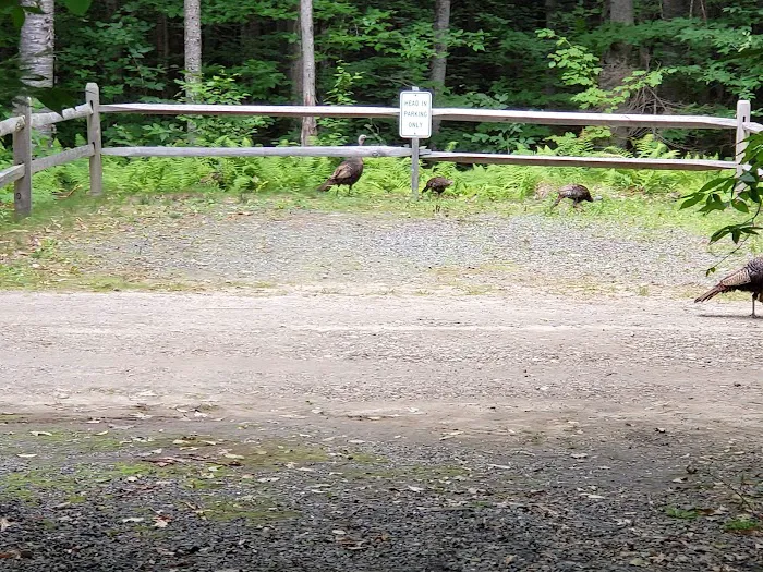 Mt Sunapee State Park Campground Picture 6